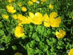 ranunculus acris meadow