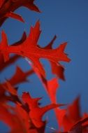 bright red autumn leaves