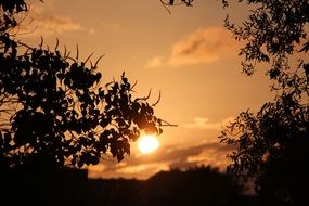 sunset in black silhouettes of plants