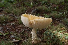 wild mushroom in nature