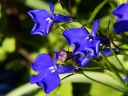 blue lobelia