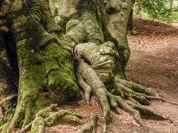 old tree roots in the forest