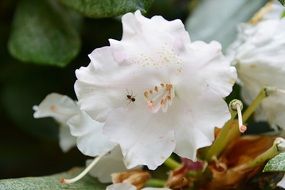 Incect in white flower