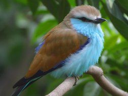 bird with pale blue plumage on a branch close up