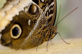 brown butterfly in the wild close-up on blurred background