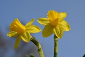 yellow narcissus blooms sky view