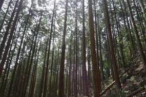 long tree trunks in the forest