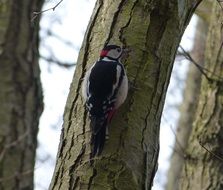 Beautiful and colorful, great spotted woodpecker on the tree