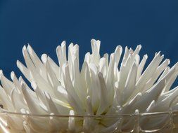 White cactus dahlia flowers