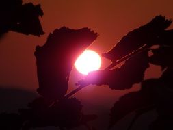 pink setting sun in the evening sky