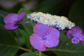 Purple dew flower plant