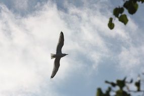 seagull sky bird