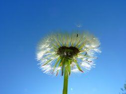 dandelion on blue sky background