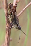 grasshopper on dry plant close up