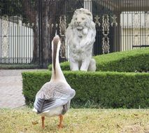 Beautiful and colorful, domestic swan near stone lion and plants