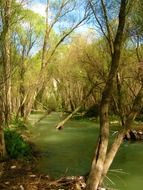 trees in spring water