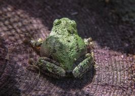 green frog sitting on the ground