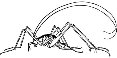 cricket drawing