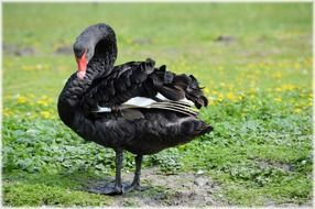 black swan bird in nature