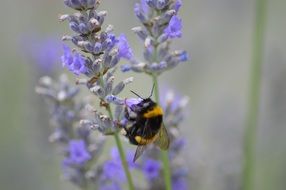 Bee on purple flower