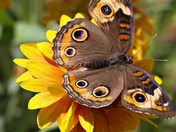 peacock butterfly collects nectar on a yellow flower