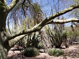 plants of Arizona desert