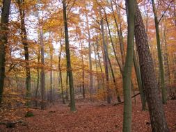 forest with red and orange color foliage at late autumn