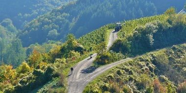 panoramic view of works in the vineyards in autumn