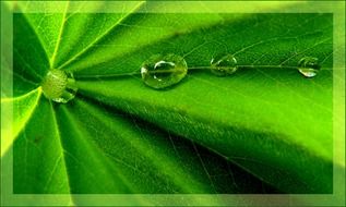 wallpaper with wet green leaf
