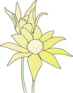 garden sunflower drawing