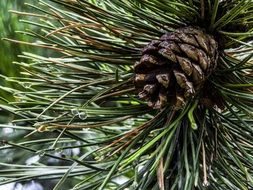 dark brown bump on a pine branch