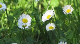 wonderful spring flowers