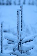 Snow on the tree in the forest in winter