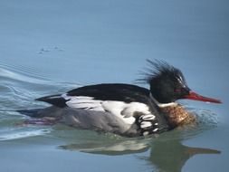 red breasted merganser swims in a pond