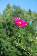red flower on a background of green plants