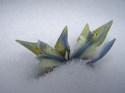 iris breeding under snow