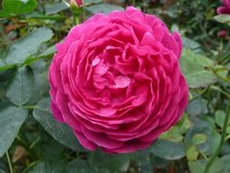 perfect plant red garden
