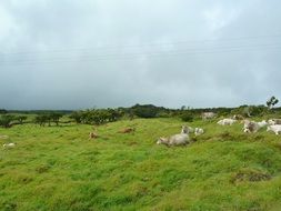 Herd of colorful and cute cows on a beautiful green meadow under a cloudy sky