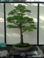 bonsai tree in a flower pot in the garden
