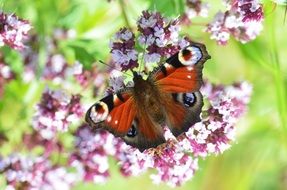 butterfly with colorful wings on a punk flower