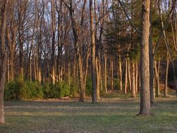forest at fall