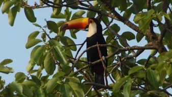 tucano bird on the tree