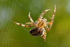 spider weaving web