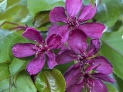 purple flowers in the spring garden