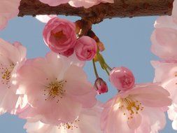 Beautiful, blossoming pink flowers with buds of Japanese cherry at blue sky