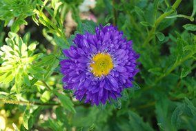 purple flower on a background of green plants
