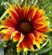 Gaillardia is a flower of the aster family