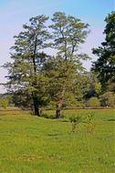 black alder trees