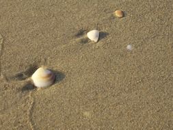 irresistible seashells beach