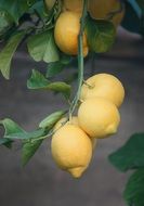 yellow lemons on a green branch